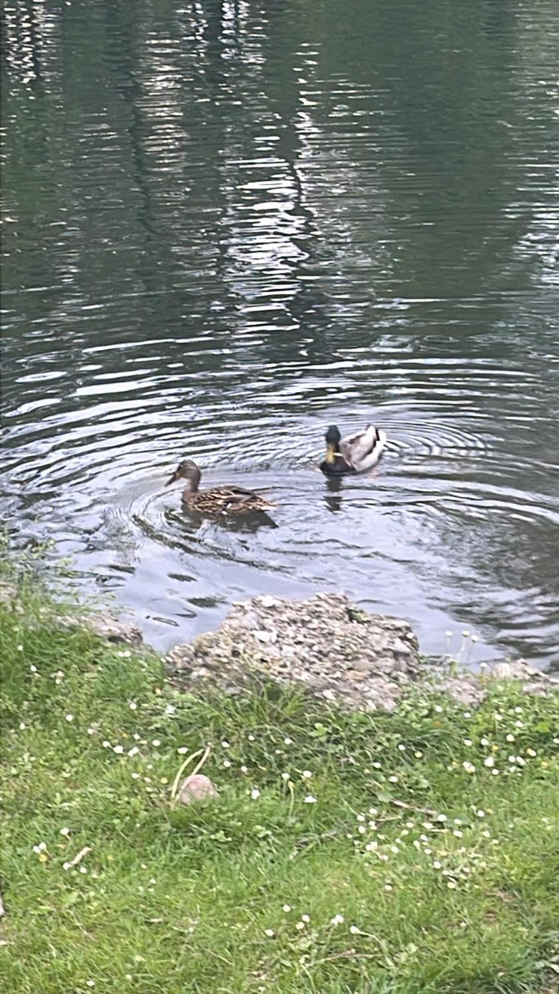 Laghi Di Como Appartamento Di Licinia E Mario Asso 外观 照片